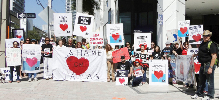 Sea Shepherd Dolphin Protest in Miami